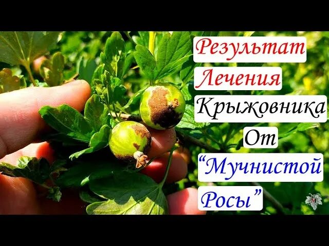 Чем обработать крыжовник от мучнистой росы. Обработка крыжовника от мучнистой росы. Средство от мучнистой росы на крыжовнике. От мучнистой росы на крыжовнике. Препараты от мучнистой росы на крыжовнике и смородине.