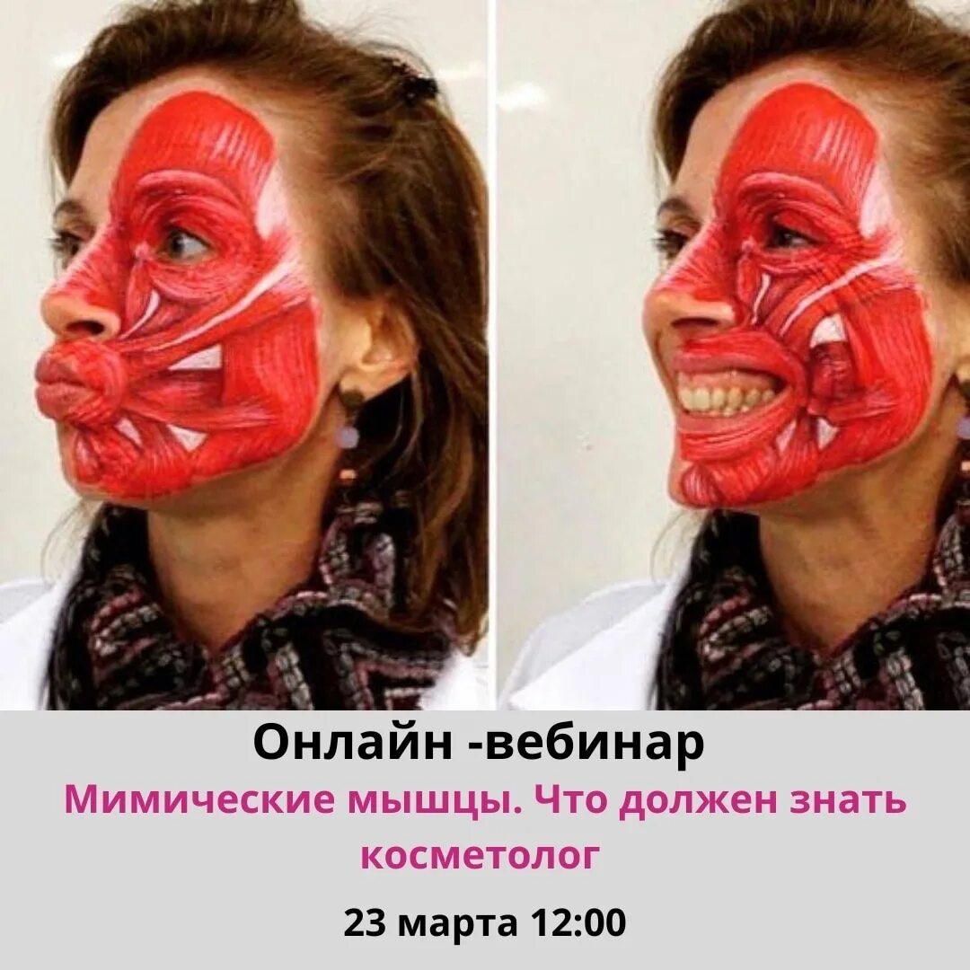 Сколько мышц чтобы улыбнуться. Мышцы лица. мимика лица мышцы. мимические мышцы лица.