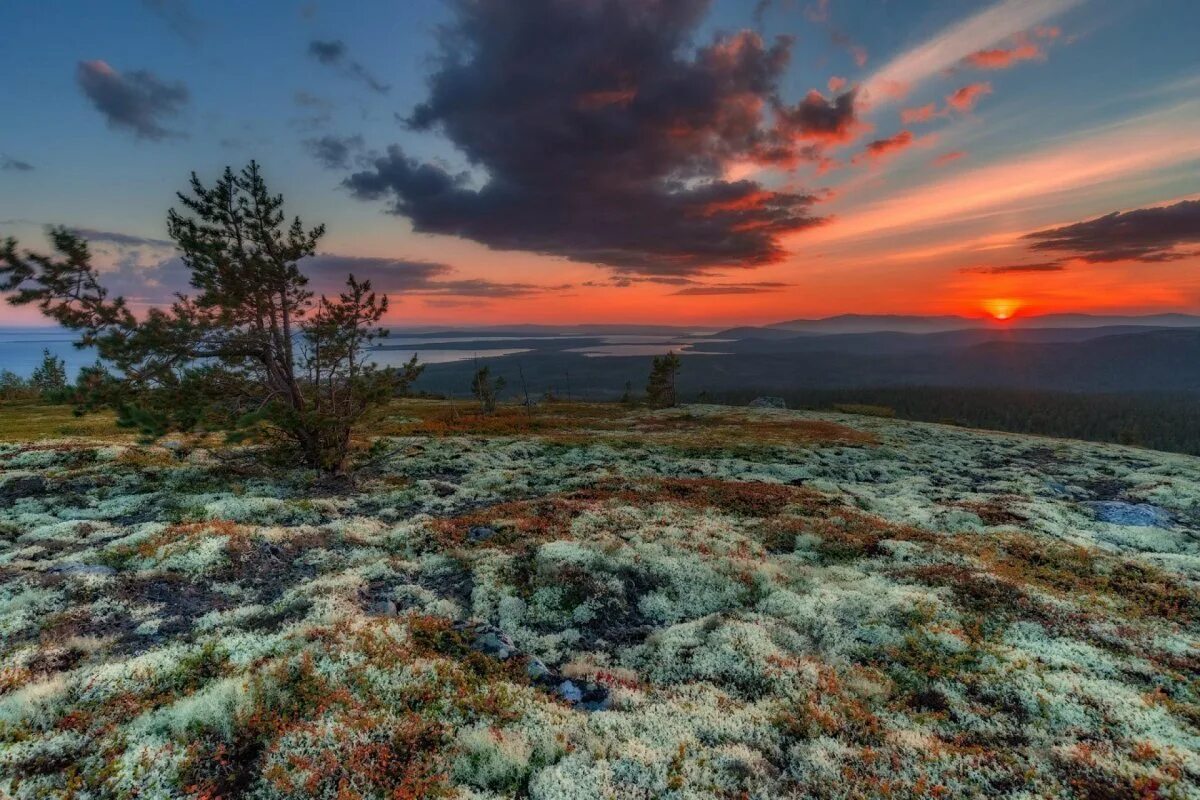 В тундре теплое лето. Тундра Кольского полуострова. Лето Мурманск тундра. Арктика Кольский полуостров. Арктическая Мохово-лишайниковая тундра.