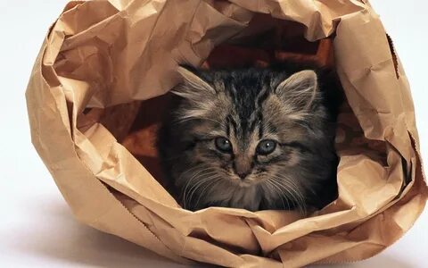 Кота 10 процентов