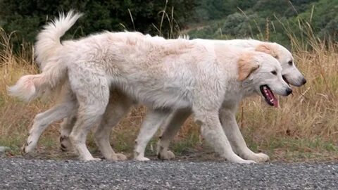 In 2006, the birds of Middle Island found a protector in an unlikely canine...