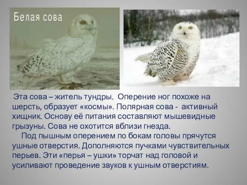 Белая сова описание. Белая сова описание. Сообщение о полярной сове. Информация о полярной сове. Белая сова описание.