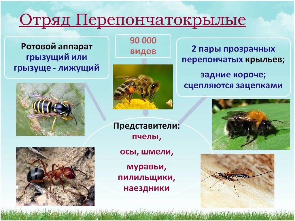 Перепончатокрылые ротовой аппарат. Перепончатокрылые насекомые Тип развития. Ротовой аппарат перепончатокрылых строение. Ротовой аппарат перепнчаты крылых.