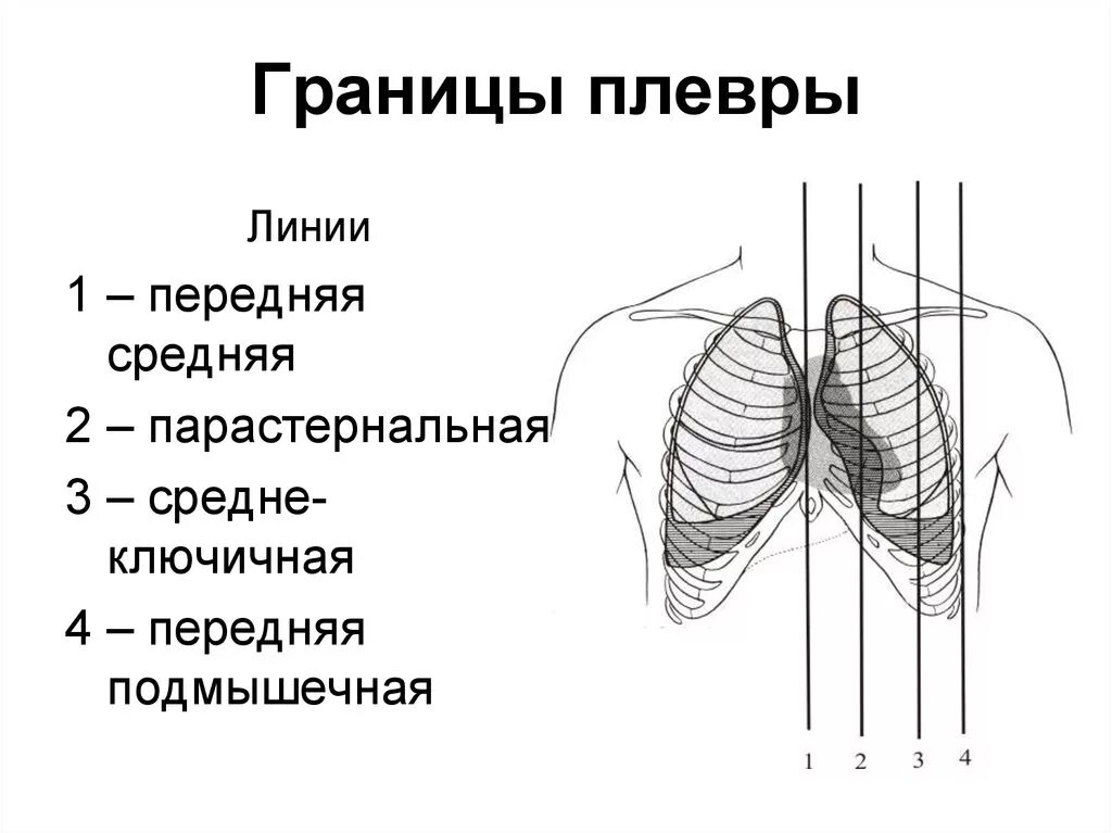 Передняя граница легких. Схема границ легких и париетальной плевры. Границы легких и плевры анатомия. Скелетототопия плевры. Проекция границ легких и плевры.