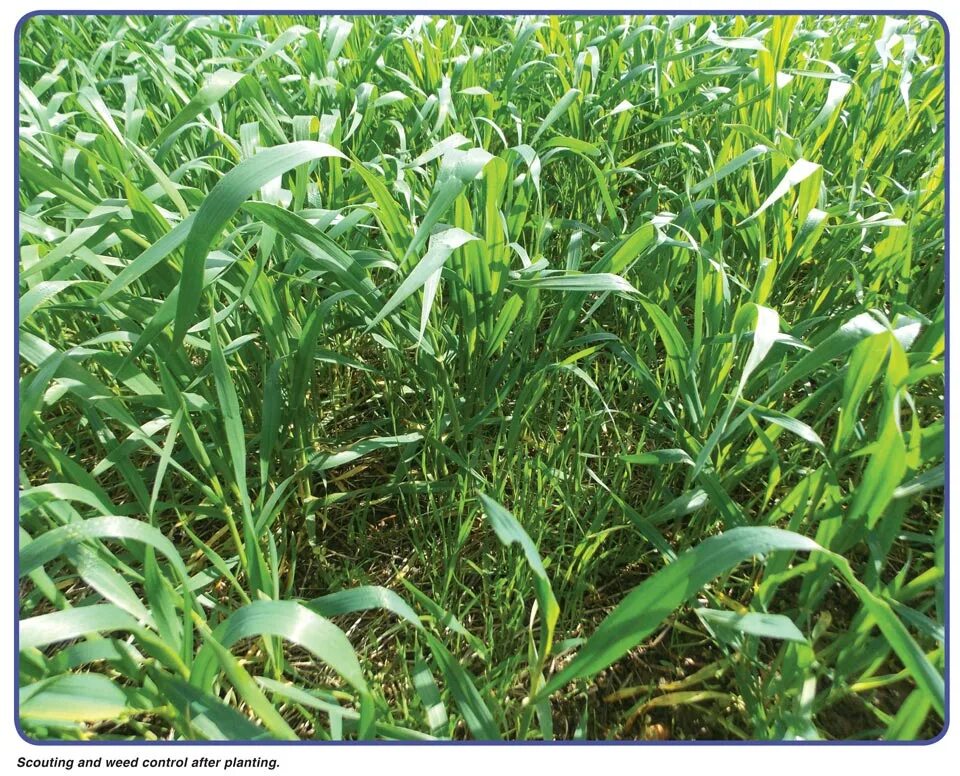 Plants control. Weed Control. Plant before after.