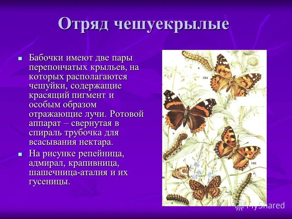 Особенности групп насекомые. Отряд чешуекрылые бабочки. Отряд чешуекрылые или бабочки представители. Отряд чешуекрылые или бабочки кратко. Общую характеристику отряда чешуекрылые(бабочки).