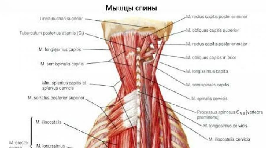 Longissimus capitis мышца. Splenius Cervicis мышца. Rectus capitis мышца. Obliquus Superior мышца.