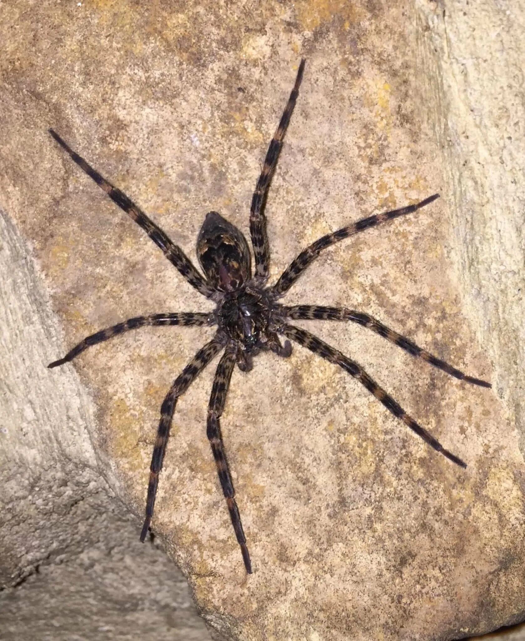 Паук доломедес (Dolomedes fimbriatus). Dolomedes tenebrosus паук. Dolomedes tenebrosus (Dark Fishing Spider. Паук доломедес Тритон. Spiders pictures