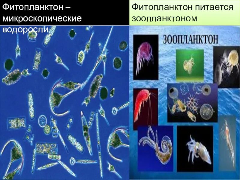 Фитопланктон водоросли. Зоопланктон и фитопланктон. Зоопланктон питается фитопланктоном. Фитопланктон и зоопланктон разница.