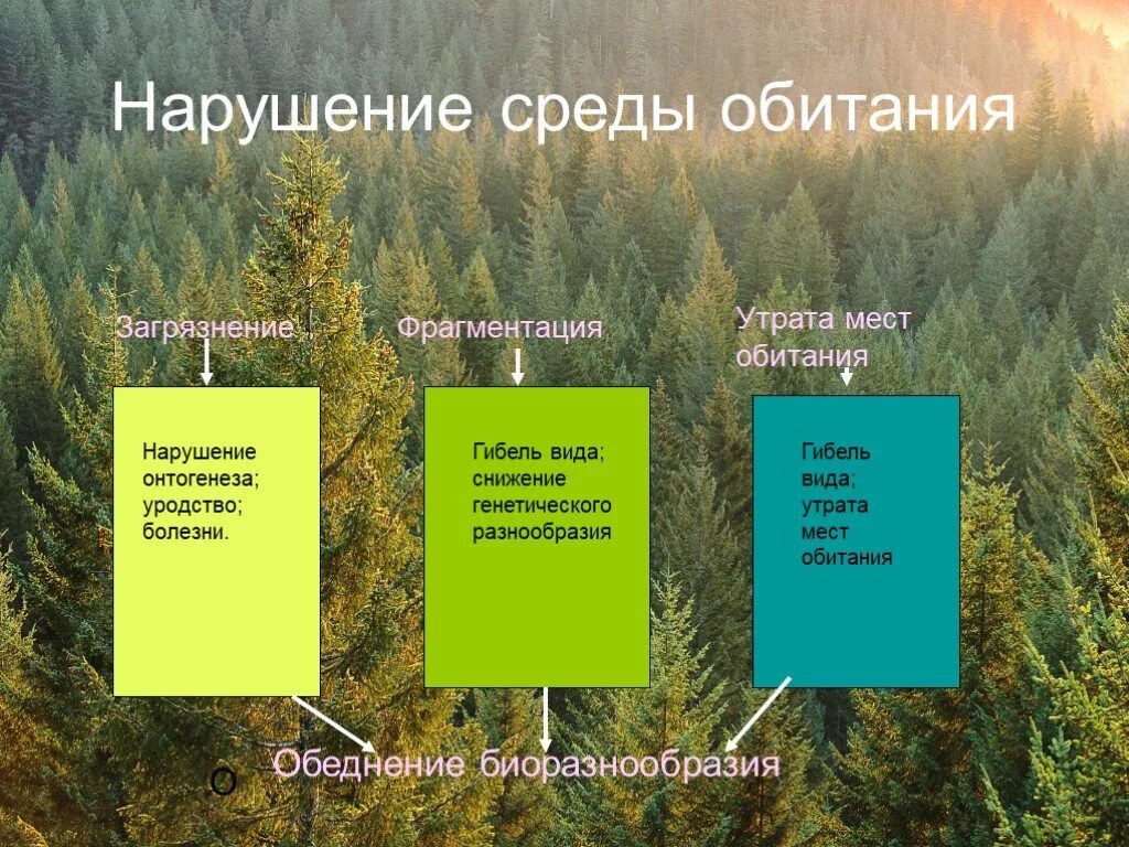 Нарушение среды обитания. Фрагментация среды обитания. Фрагментация мест обитания. Нарушение мест обитания. Естественное изменение условий обитания