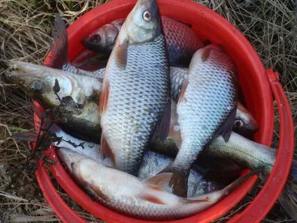 Плотва рыба в какой воде