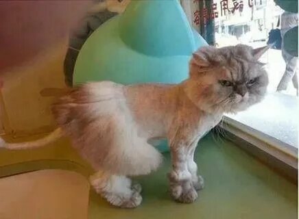 Побрить кота дома