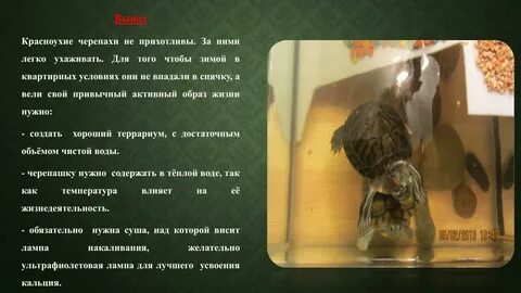 Впадают ли домашние красноухие черепахи в спячку