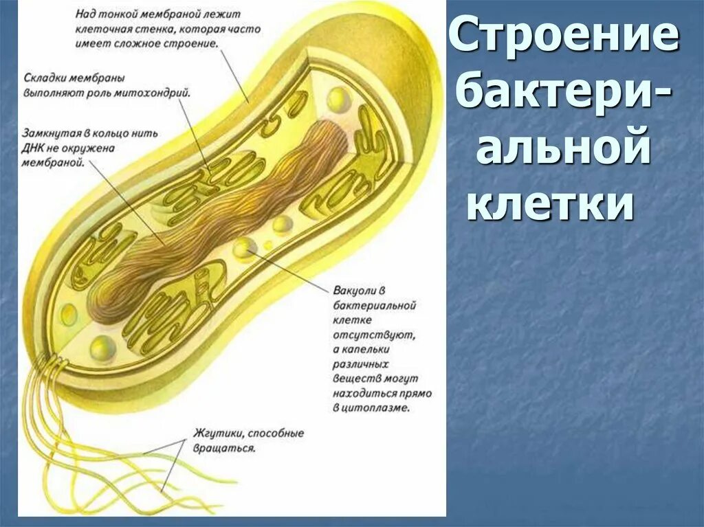 Бактерия замкнутая днк. Строение бактерии. Клетка бактерии. Бактериальная клетка. Мембрана бактериальной клетки.