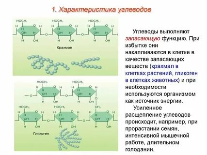 Функции липидов запасающая гормональная ферментативная