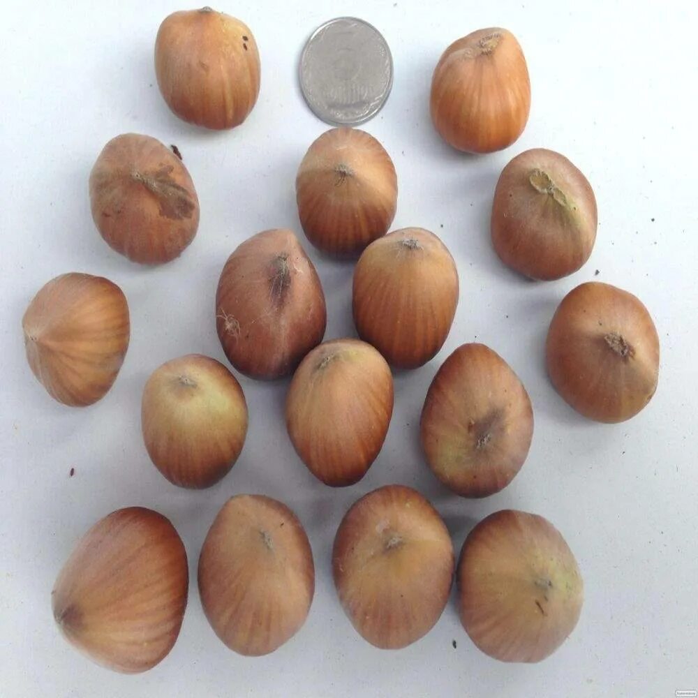 Лещина (фундук): черкесский. Фундук президент (140-160 см). Сорт фундука "барселонский". Сорт 4219 фундук. Сорт лесной орех.