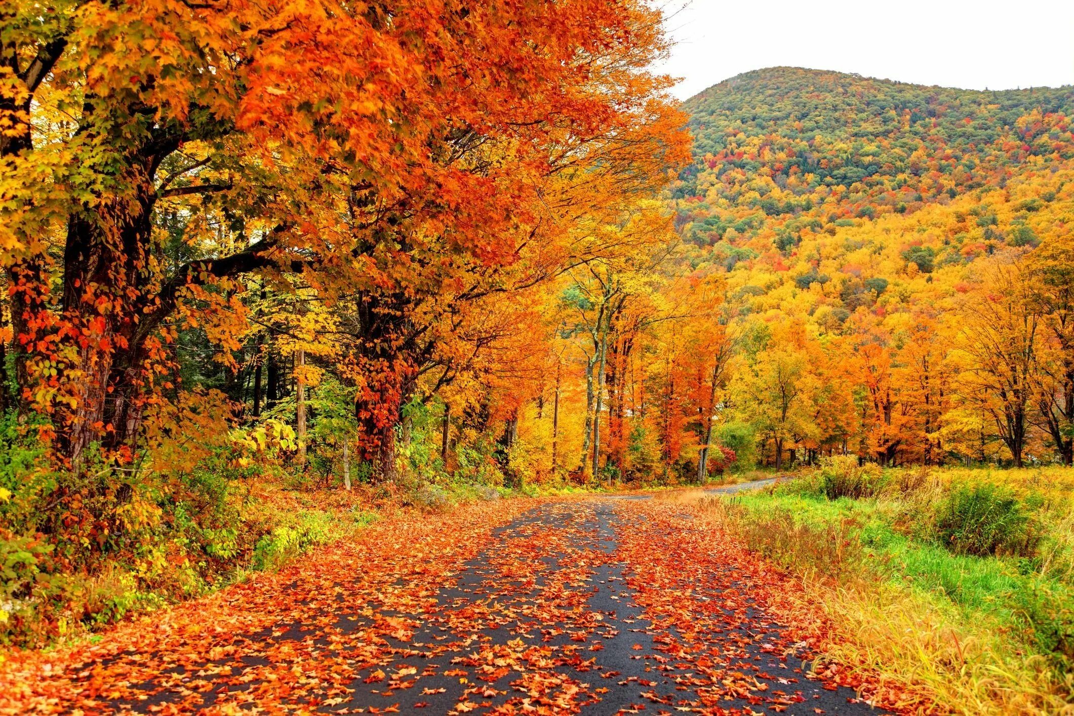 Картинка времена года осень. Природа осень. Природа осенью. Красивая осень. Осенний лес.