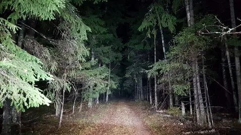 Ночью в лесу бушевала