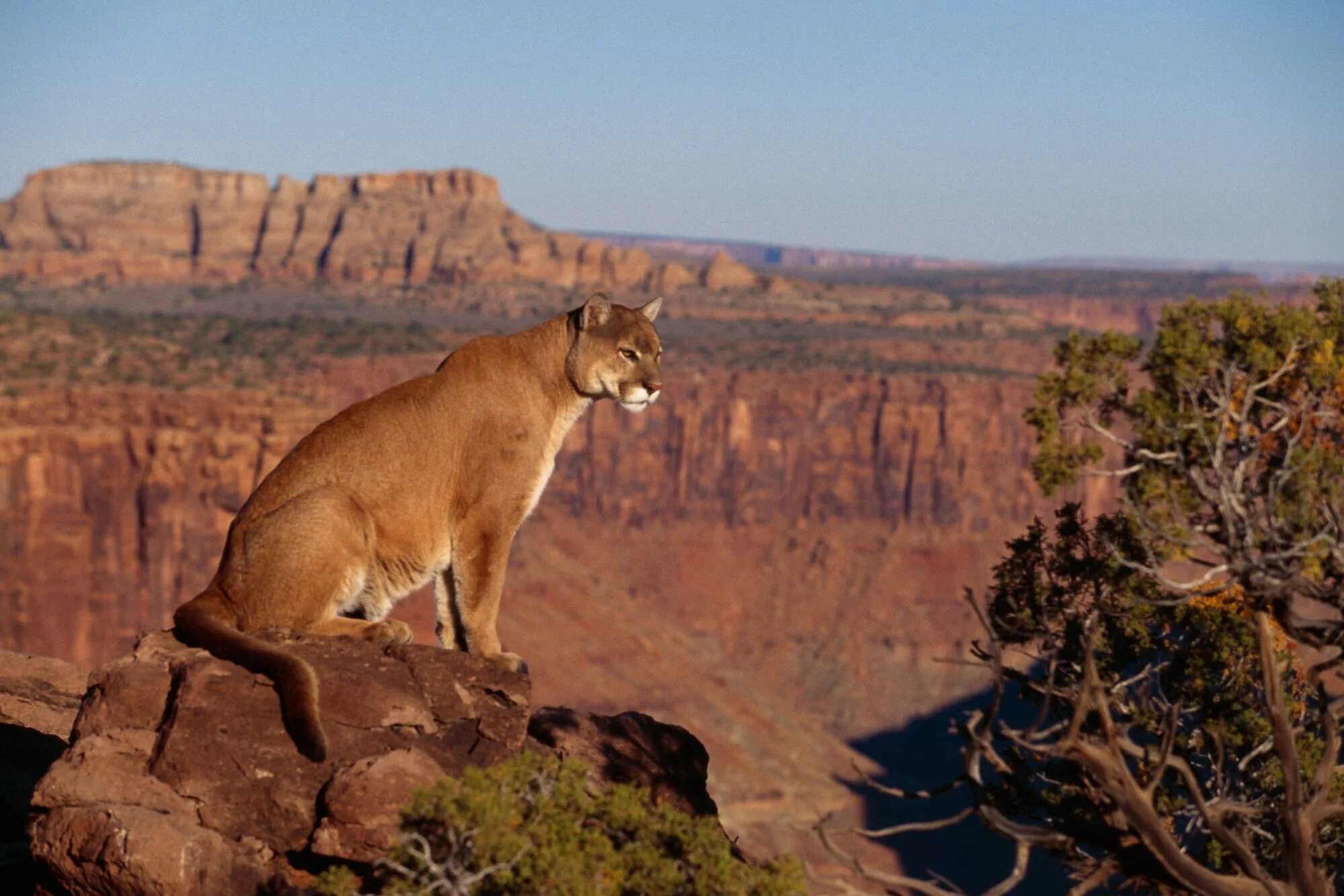 Animals en. Пума Южная Америка. Национальный парк Гранд-каньон фауна. Североамериканская Пума. Пума Йеллоустоуна.