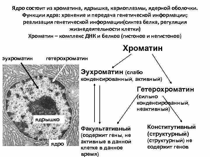 Ядро содержит наследственную информацию. Строение ядра хроматин. Хроматин строение и функции. Строение ядра функции гетерохроматин эухроматин. Кариоплазма ядрышко хроматин размер 2 - 20 мкм.