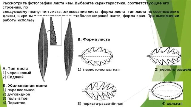 Форма листовой пластинки ивы. Лист ивы козьей Тип листа. Ива белая форма листовой пластинки. У ивы форма листа и жилкование. Форма листа ивы