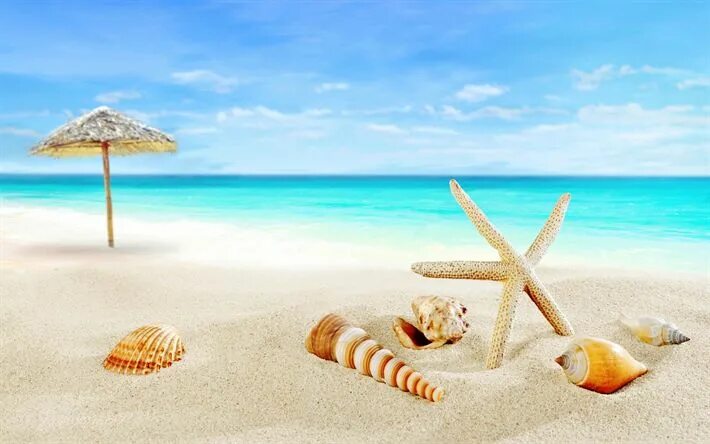Летние морские фото Wonderful starfish and shell at the seaside