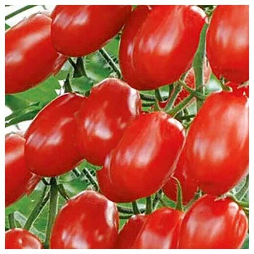 томат щербет. томат щербет. томат щербет f1. томат деликатес щербет. помидоры щербет ф1.