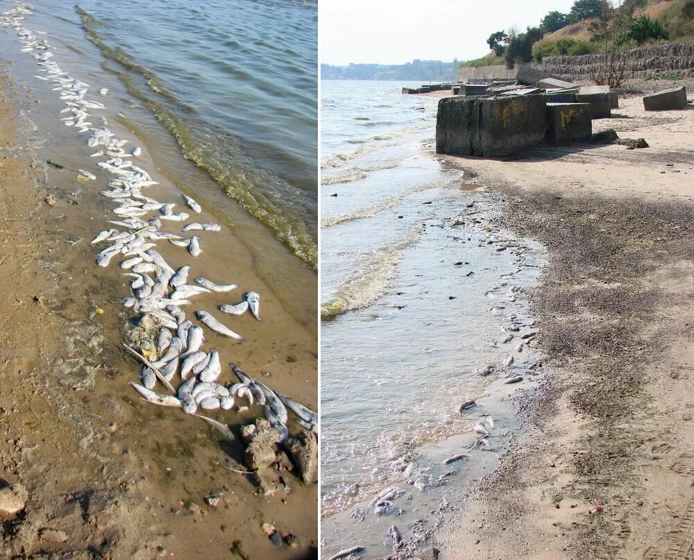 Азовское море мелеет. Таганрог загрязнение Азовского моря. Таганрогский залив Азовского моря. Таганрогский залив грязная вода. Почему в таганроге нет воды