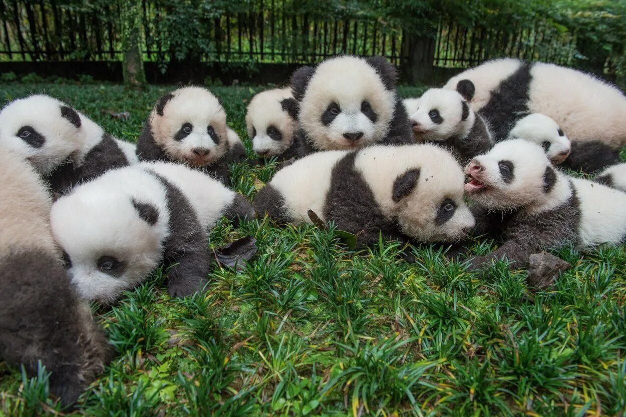 Панда сколько детенышей. Щенки чау-чау Панда. Большая Панда с детенышем. Детёныш панды новорожденный. Большая Панда или бамбуковый медведь.