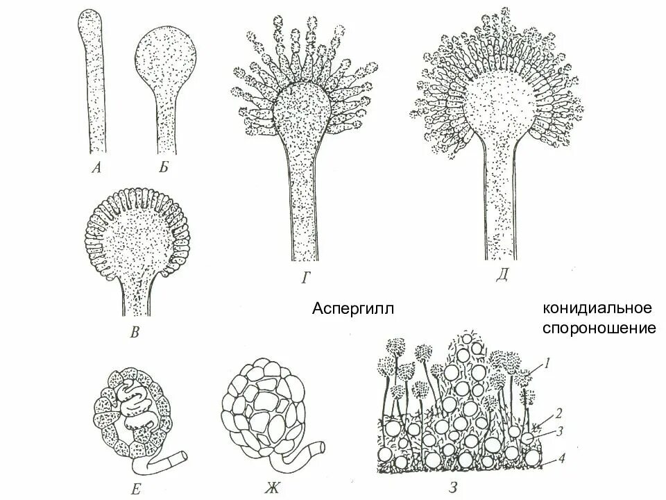 Строение грибов аспергилл. Аспергилл гриб строение. Конидии аспергилла. Анаморфа аспергилла. Спороношение это