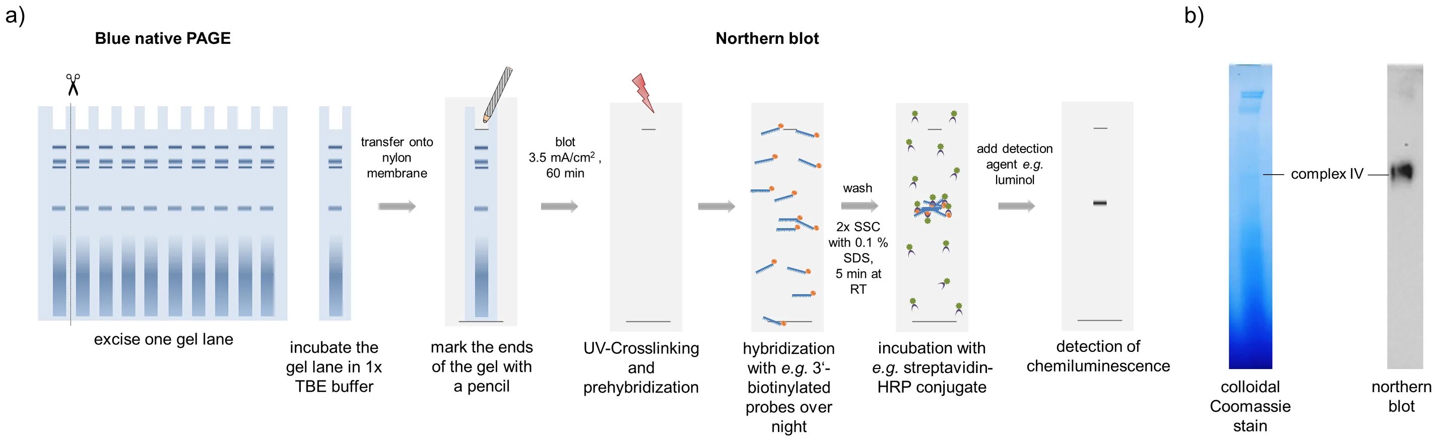 Существует следующий вид блоттинг-метода:. Northern blot. SDS протокол. Схема анализа Нозерн Блот.