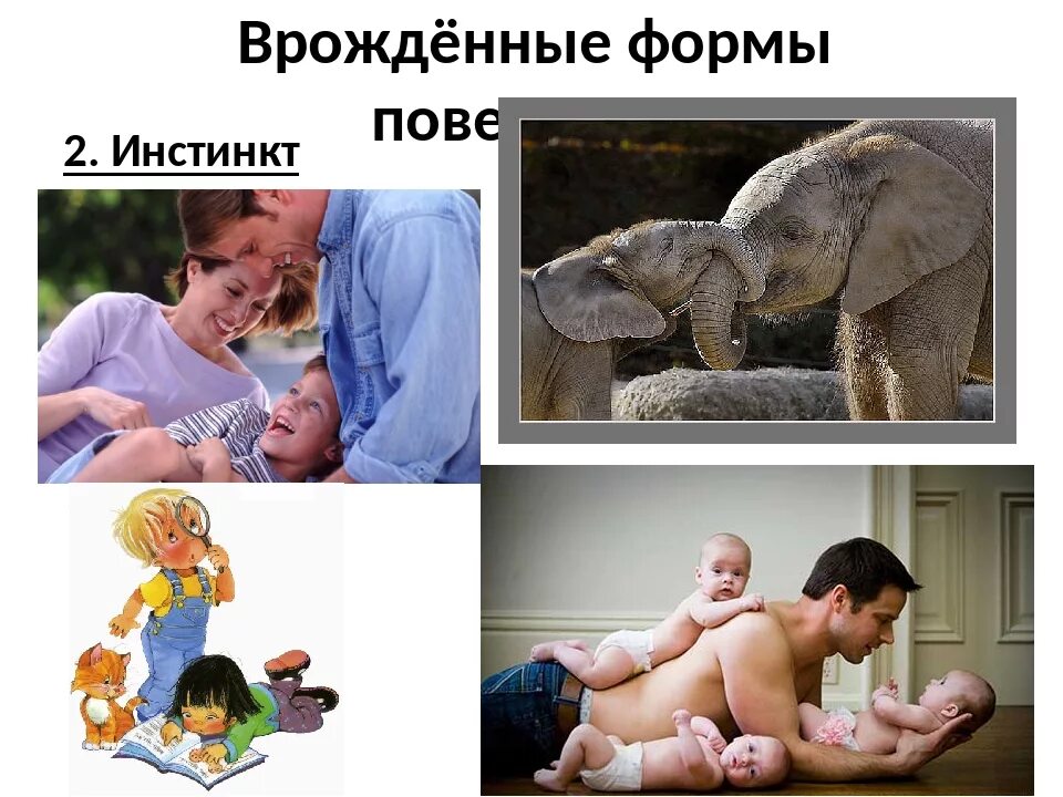 Инстинкты человека и животных сходство. Врожденные инстинкты. инстинкты человека и животных. животные инстинкты примеры. врожденные инстинкты человека.