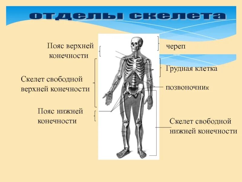 Отделы скелета. Основные отделы скелета. Опорно двигательная система скелет верхней конечности. Пояса конечностей отделы скелета.