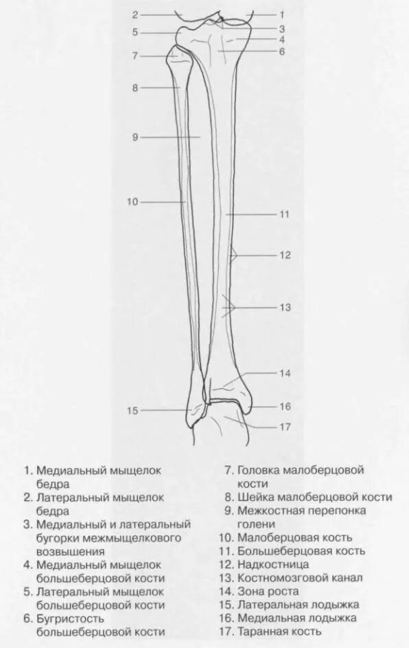 Анатомия малоберцовой кости рентген. Перелом мыщелка малоберцовой кости. Малоберцовая кость анатомия человека. Шейка малоберцовой кости.