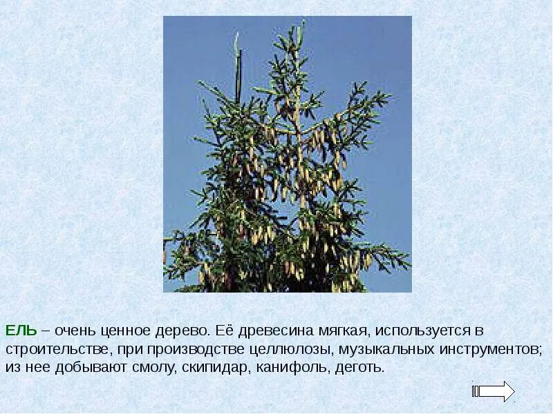Это вечнозеленое хвойное дерево семейства сосновые. Род сосна. Рассказ о ели. Презентация на тему сосновый лес. Семейства еловые презентация.