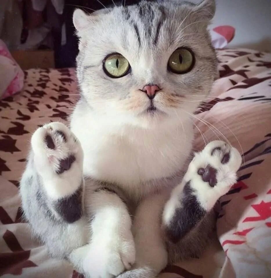 Большой милый кот. Милый кот. Большой милый кот. Котик с большими глазами. Британский вислоухий кот рыжий.