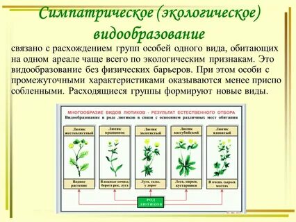 Процесс образования новых видов называется