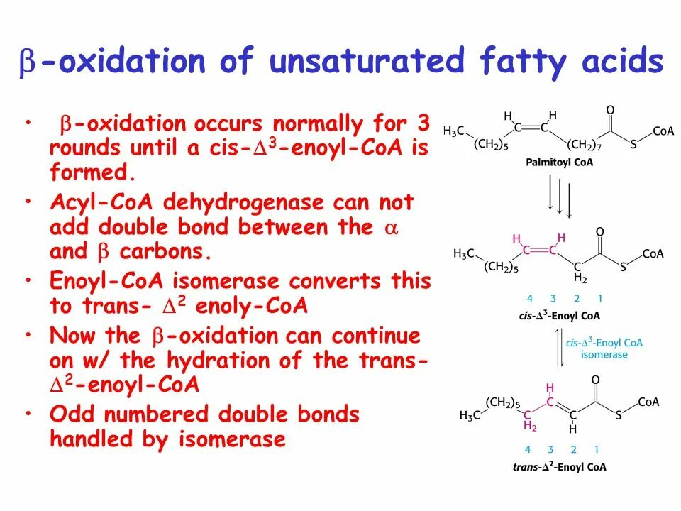 Acids articles. Catabolism fatty acid beta oxidation. beta oxidation of fatty acids. unsaturated fatty acids. monounsaturated fatty acid.