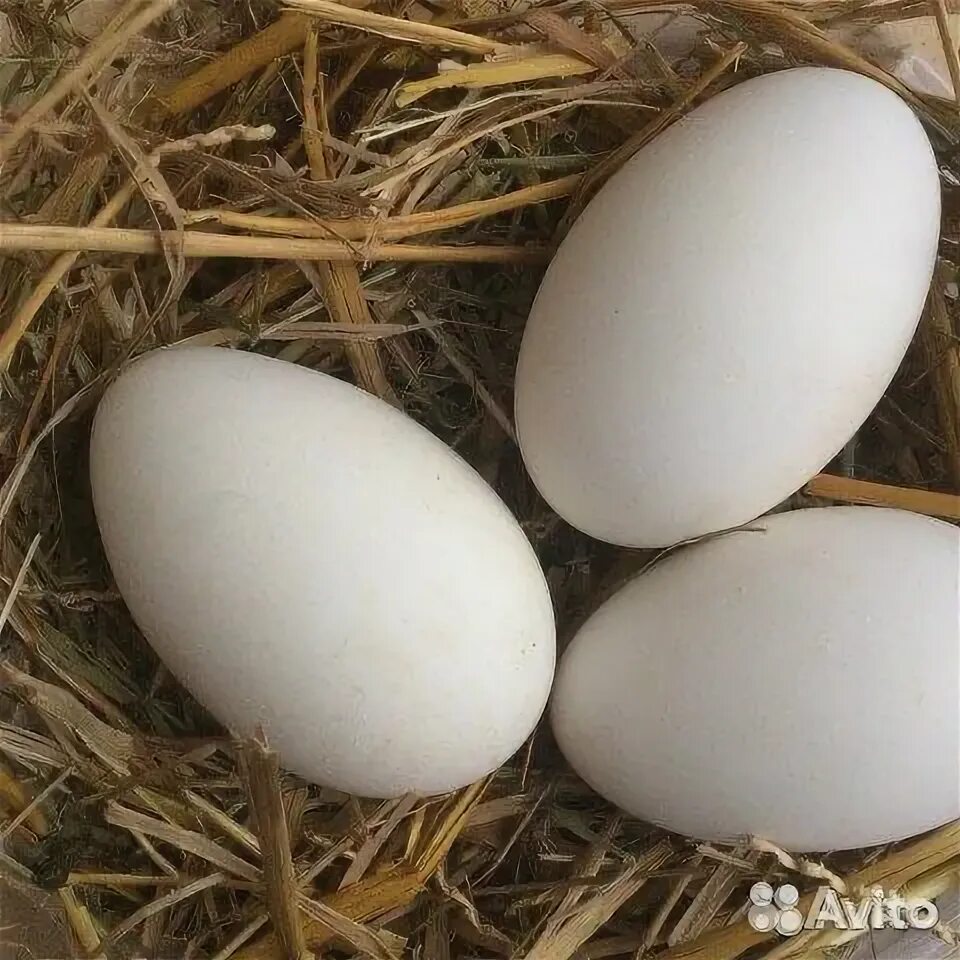 Гусиные яйца. Гусиные яйца 50 штук. Гусиные яйца фото на сене. Гусиные яйца купить. Где купить гусиные яйца