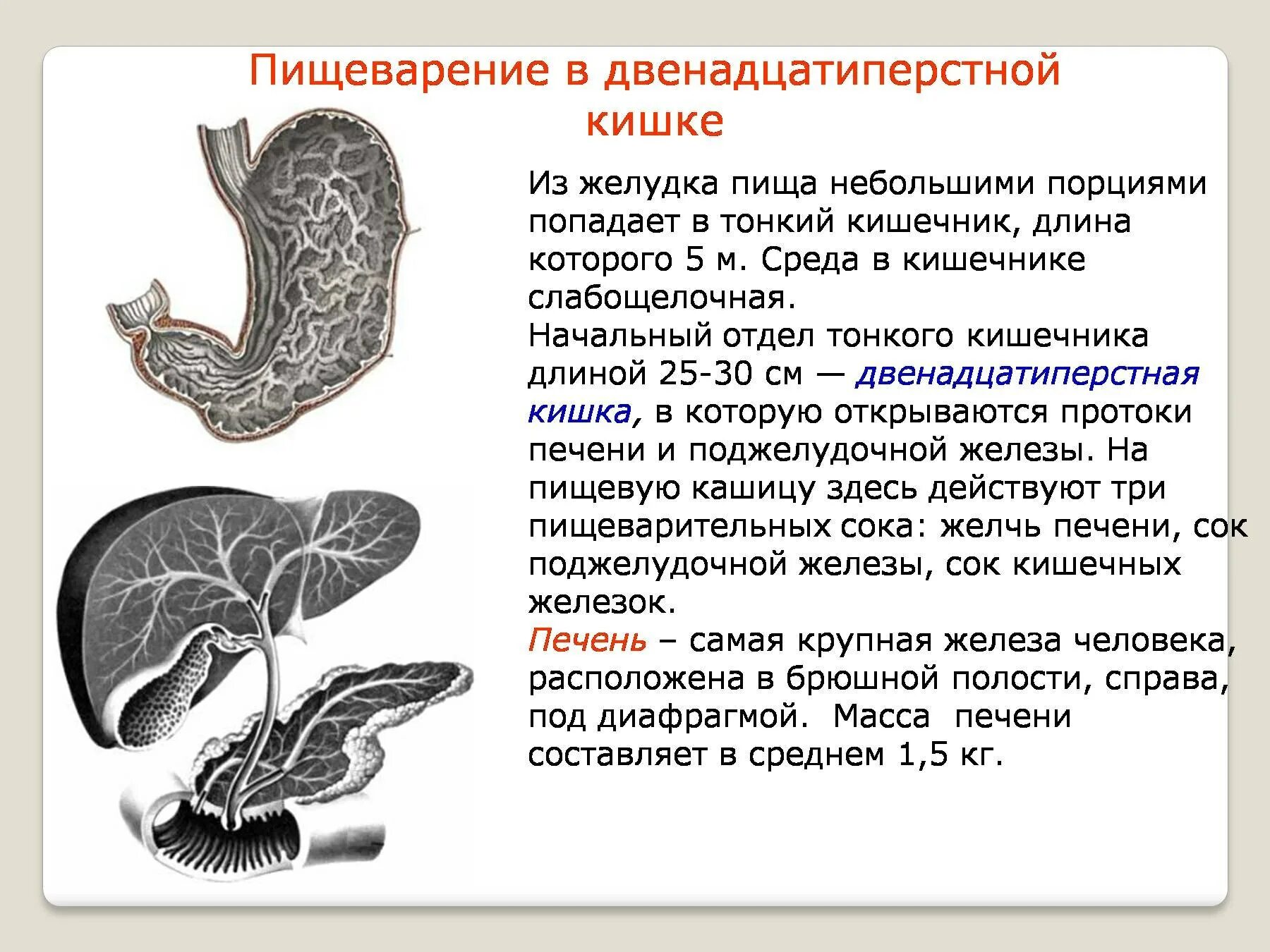 Двенадцатиперстная кишка процесс пищеварения