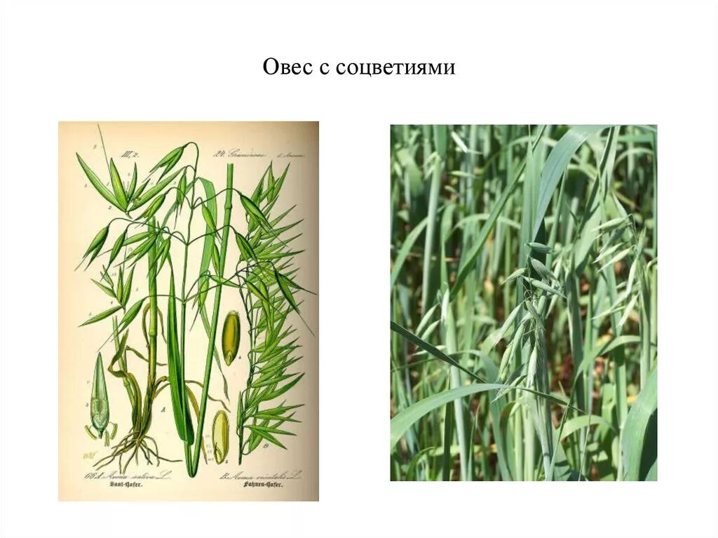 Роды злаковых. Овсюг овес пустой семена. Семейство Мятликовые овес. Соцветие метелка овса. Стебель овса посевного.