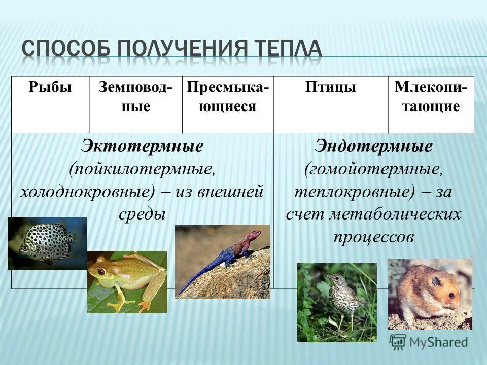 Гомойотермные организмы. Пойкилотермные организмы. Примеры эндотермных животных. Эктотермные животные это.