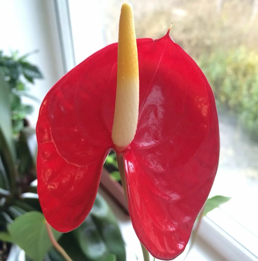 Антуриум сорта. Антуриум великолепный. anthurium salgarense. антуриум красный крупный сорт.
