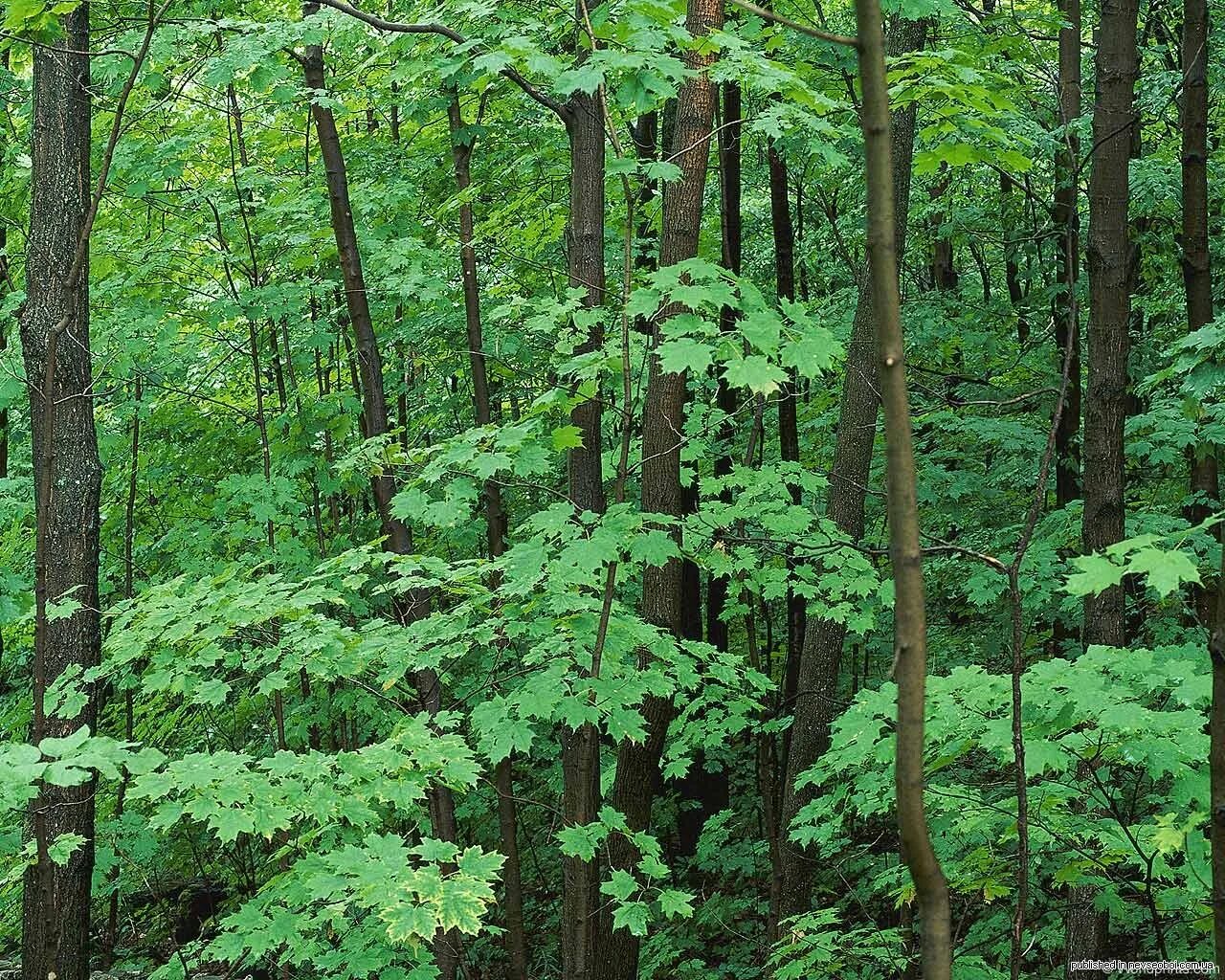 Многообразие лесов. Растения леса. Леса Мордовии. Растения в Мордовском заповеднике. Леса и растения Мордовии.