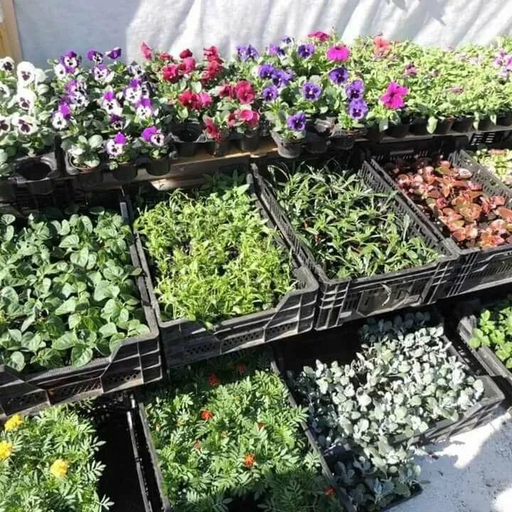 Лучший магазин рассады