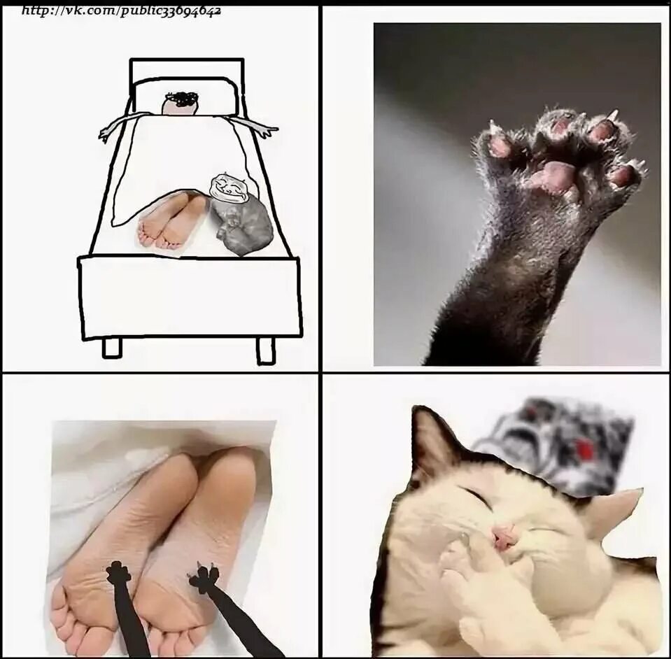 Ржачные коты мемы. Кот мем. коты мемы. мемы с котамb. смешные коты мемы.
