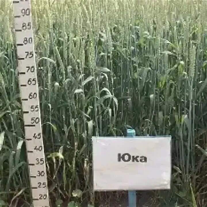 Сорт пшеницы алтайская 70. Озимая пшеница сорт джерси. Озимая юка. Юка семена. Семена пшеницы.