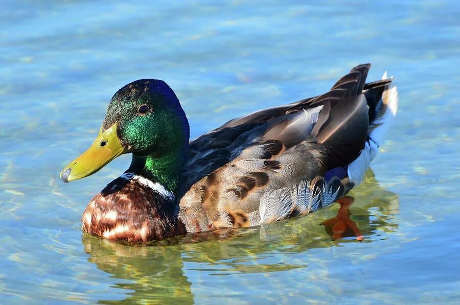 селезень утки живой. береговая утка. мкорая утка. утка кряква рыжая. мокрая утка.