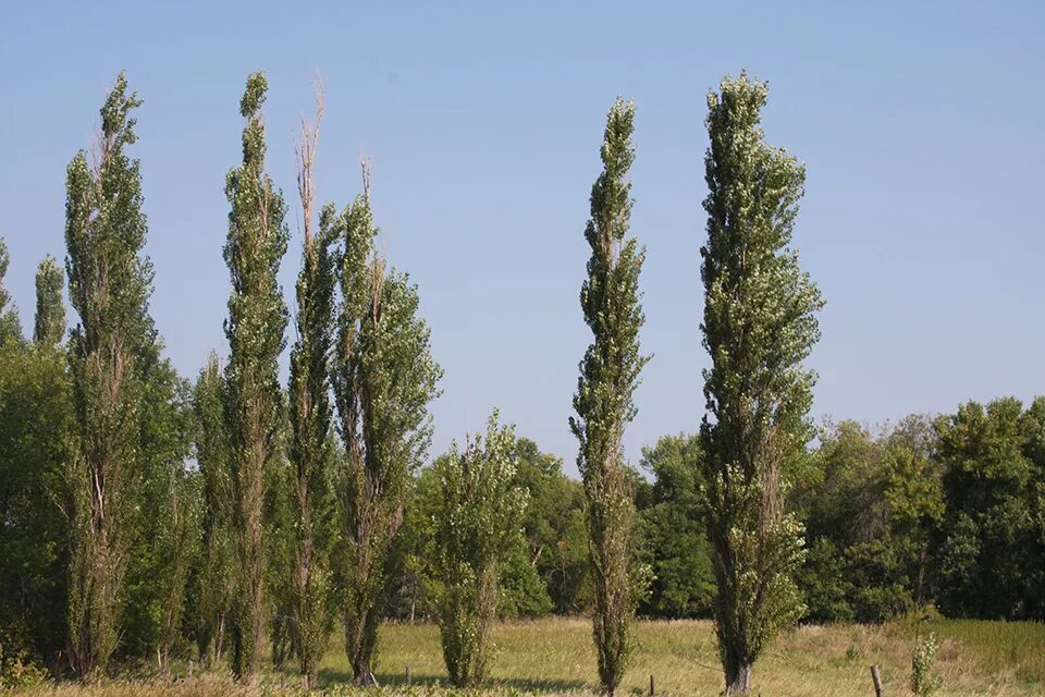 My little poplar. Populus nigra. Populus nigra пух. Тополь черный д Populus nigra "Italica". Populus nigra var. Italica.