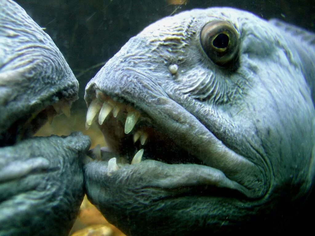 Дальневосточная зубатка (anarhichas orientalis),. Зубатка рыба. Морской волк зубатка. Как выглядит голова зубатки. Морской волк рыба зубатка.